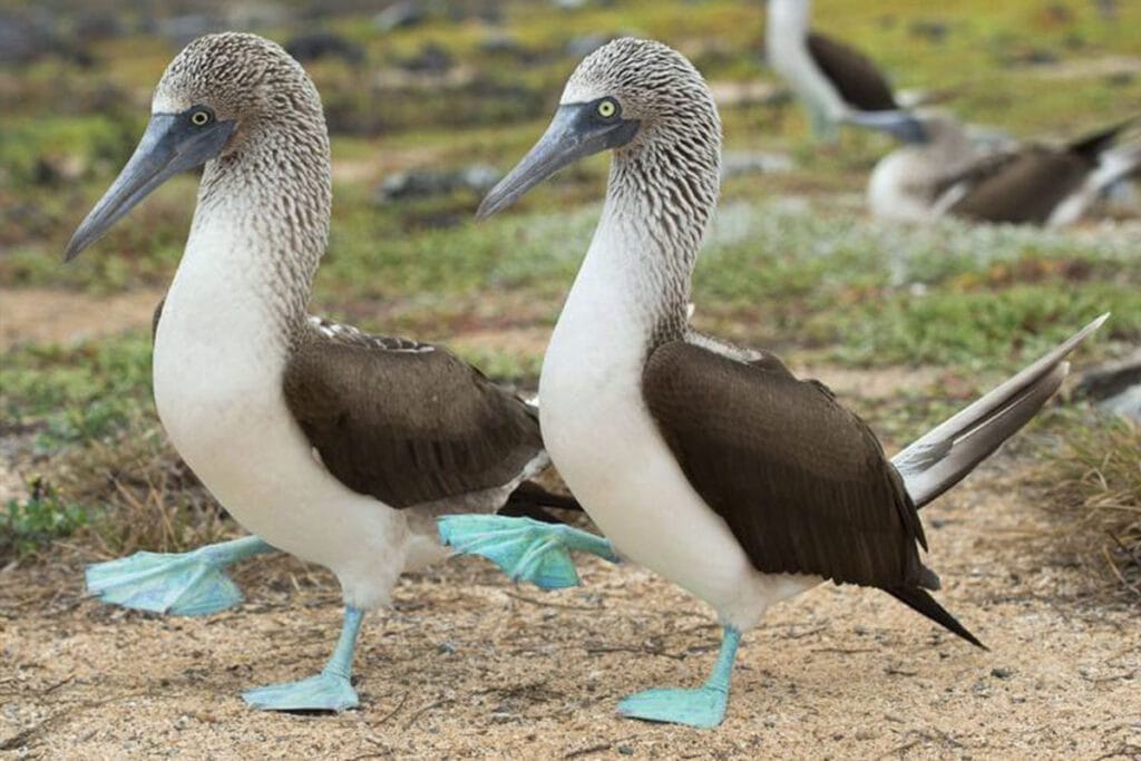 Aves bobo patas azules Islas Marietas vida silvestre endémica tour observación