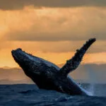 Tour Avistamiento de Ballenas Privado | Punta Mita - Bahía de Banderas