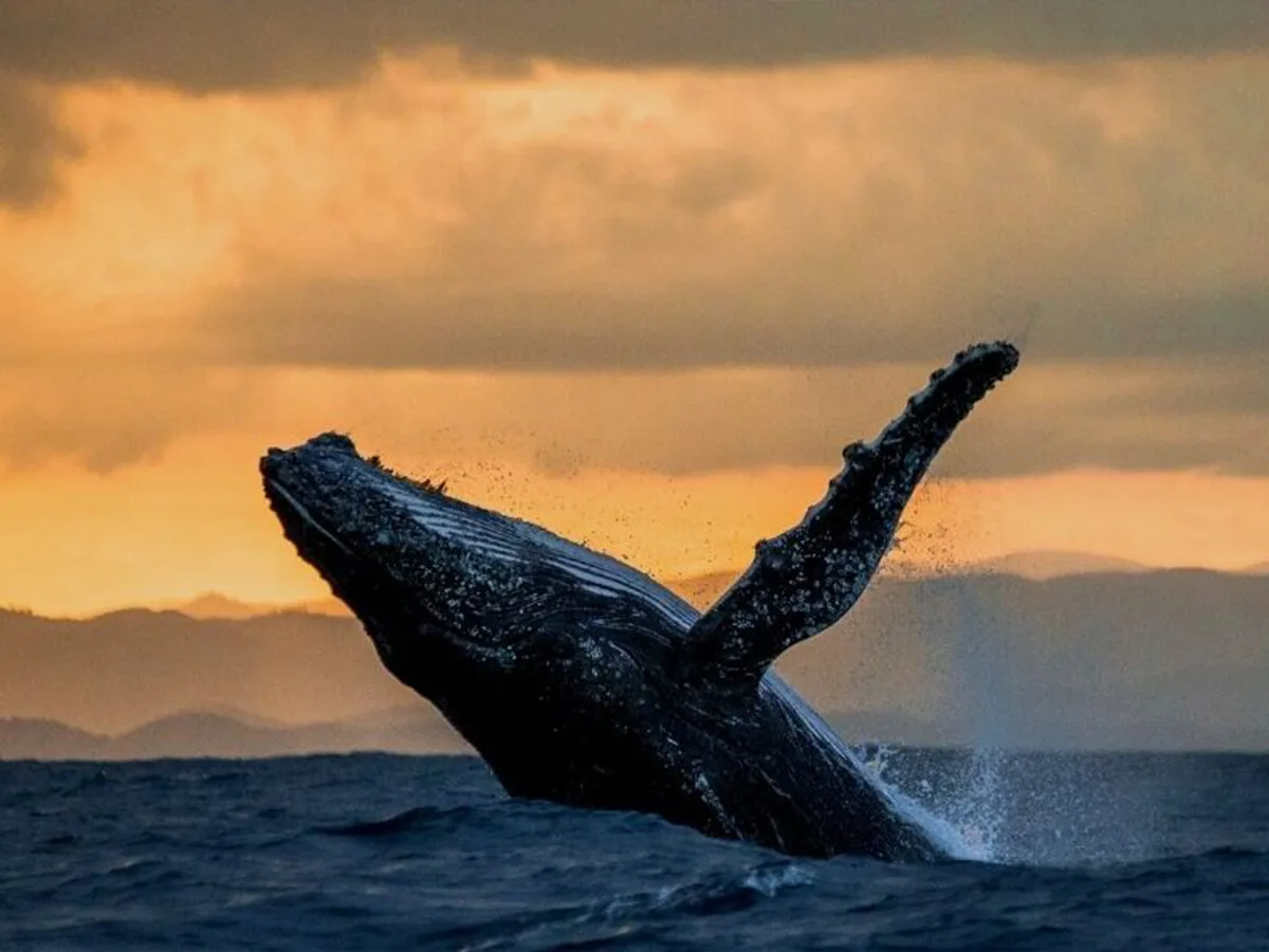Tour Avistamiento de Ballenas Privado | Punta Mita - Bahía de Banderas