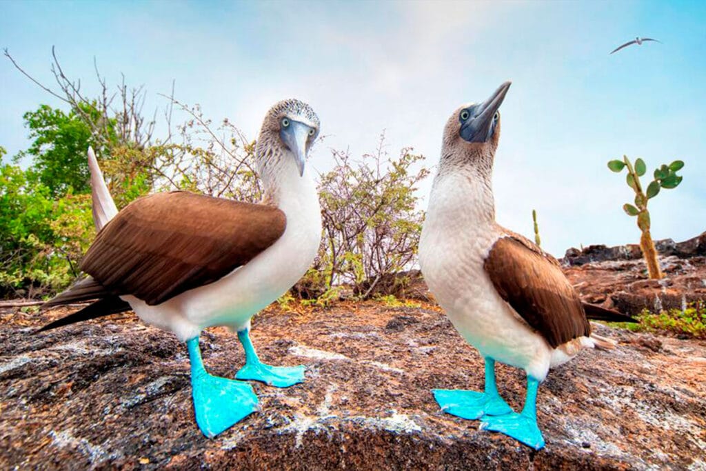 el magestuoso pajaro bobo de patas azules en las islas marietas