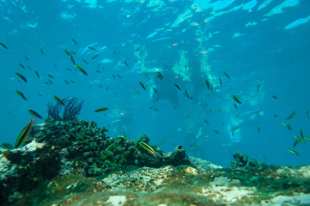 Banco de peces tropicales de colores en los arrecifes de las Islas Marietas, Punta de Mita.