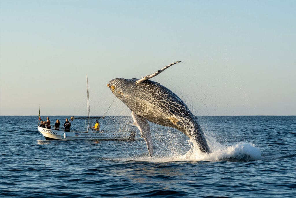 La experiencia del tour de avistamiento de ballenas en Punta Mita: una ballena jorobada salta cerca de una lancha con un grupo pequeño de turistas.