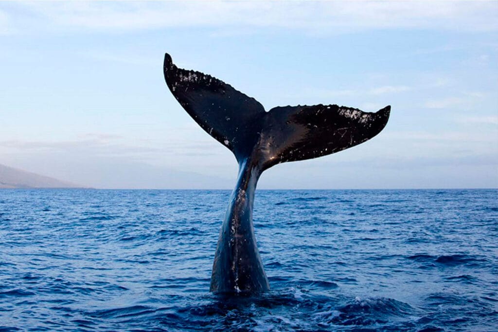 La cola de una ballena jorobada se eleva sobre el agua durante un tour de avistamiento en Punta de Mita.