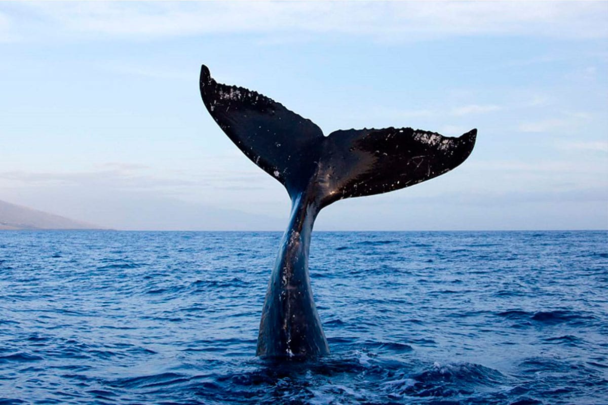Cola de ballena