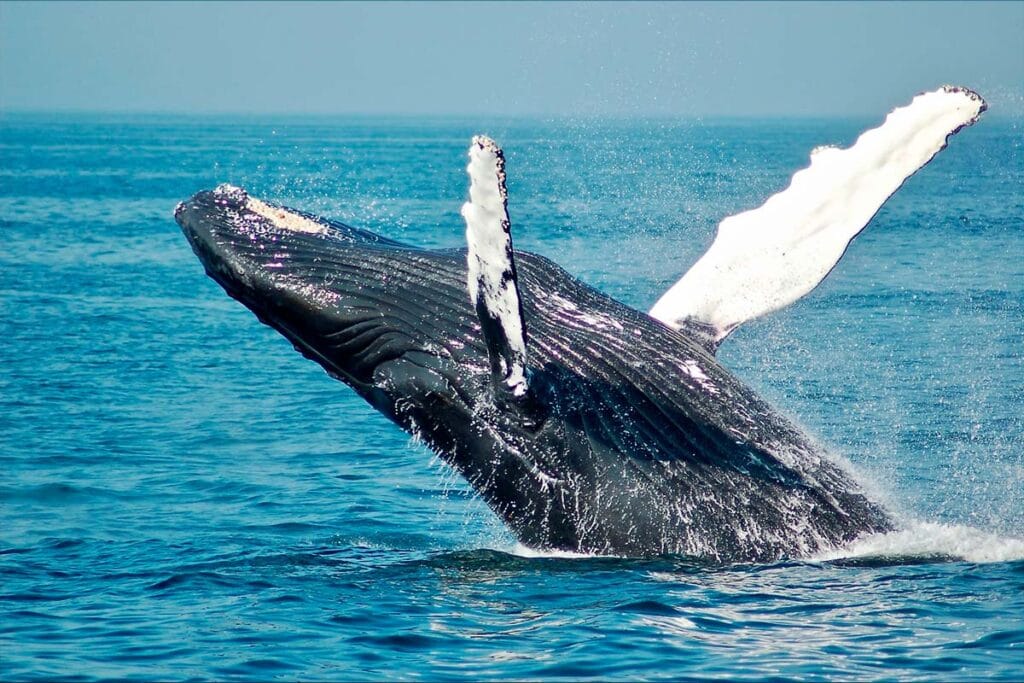 ballena jorobada levantando las aletas whale watching puerto vallarta