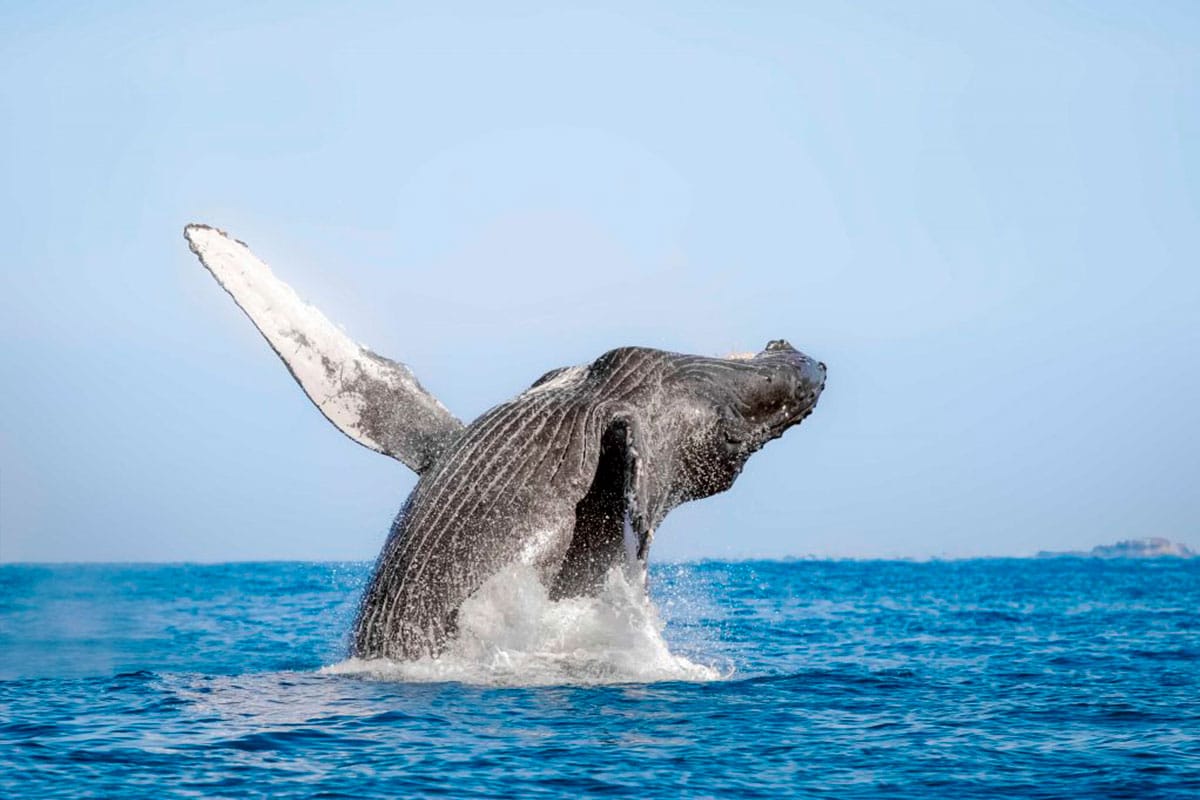 Ballena jorobada emergiendo