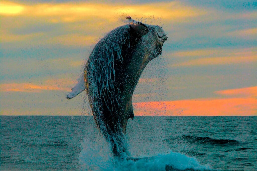 asombroso salto de ballena jorobada en un tour de avistamiento en Puerto Vallarta