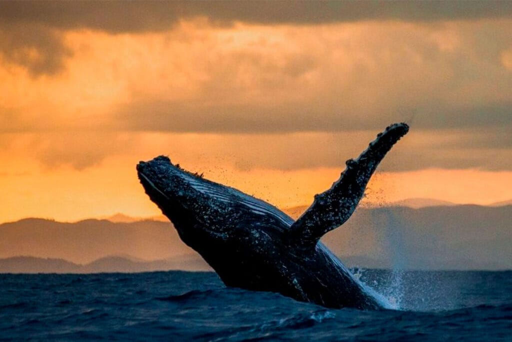 cilueta de ballena jorobada saltando con el atarcecer de fondo avistamiento de ballenas en punta mita
