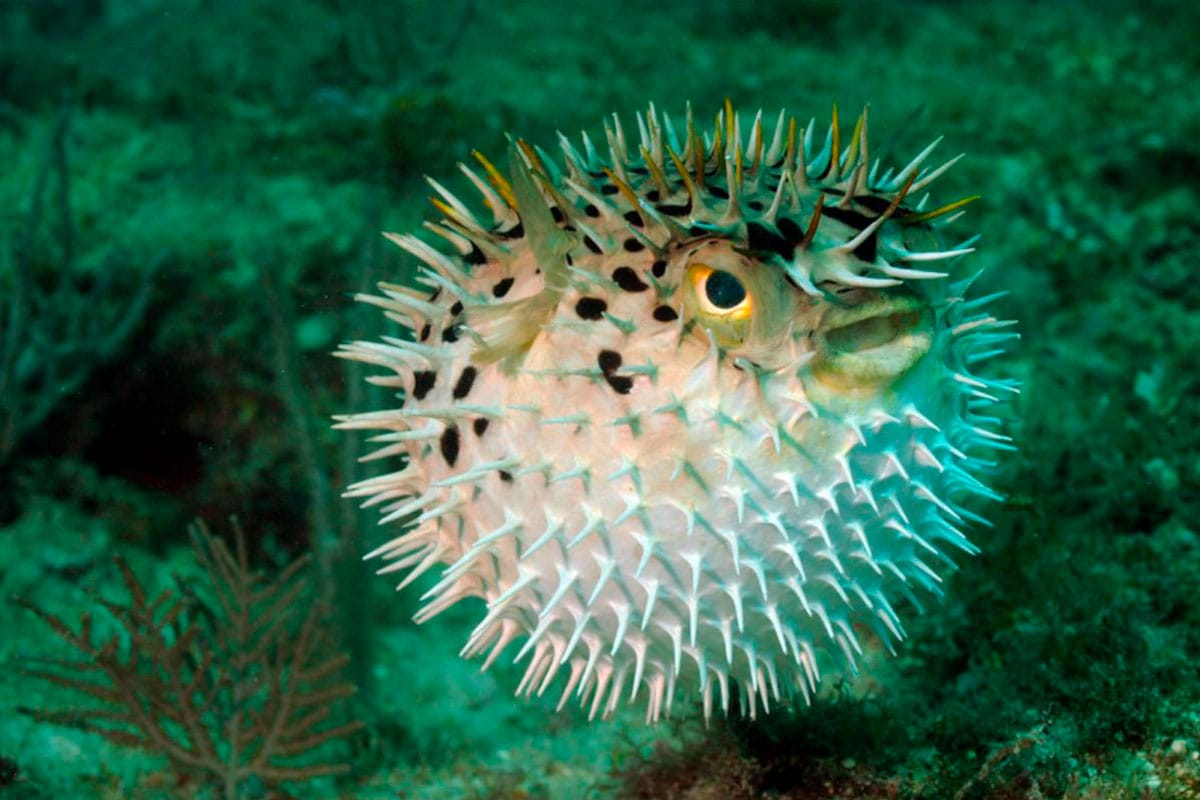 Pez Erizo Inflado