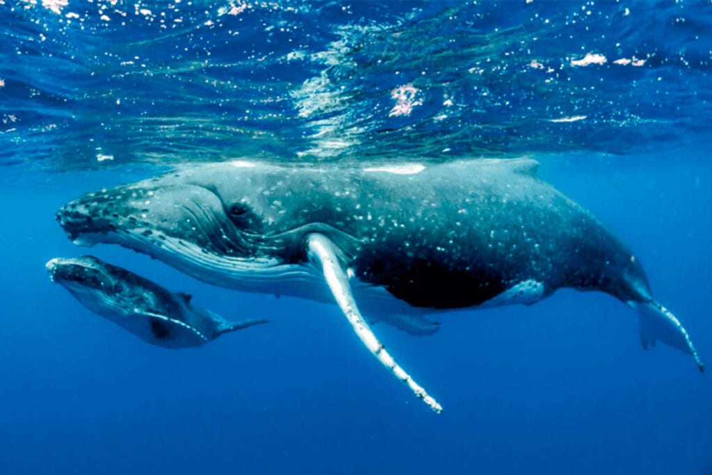 Conexión única en nuestro tour de avistamiento: una madre ballena jorobada y su ballenato nadando juntos bajo el agua en Punta Mita.