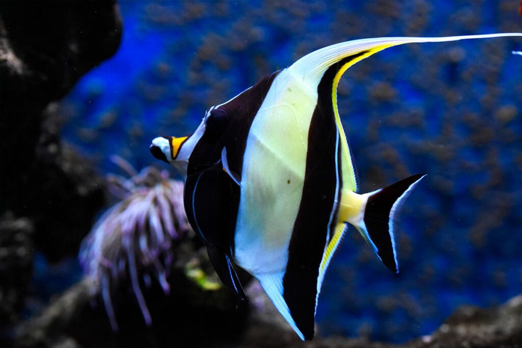 Pez ídolo moro en uno de los mejores lugares para hacer snorkel en Punta Mita. Reserva tu tour privado de snorkel y explora la belleza submarina.