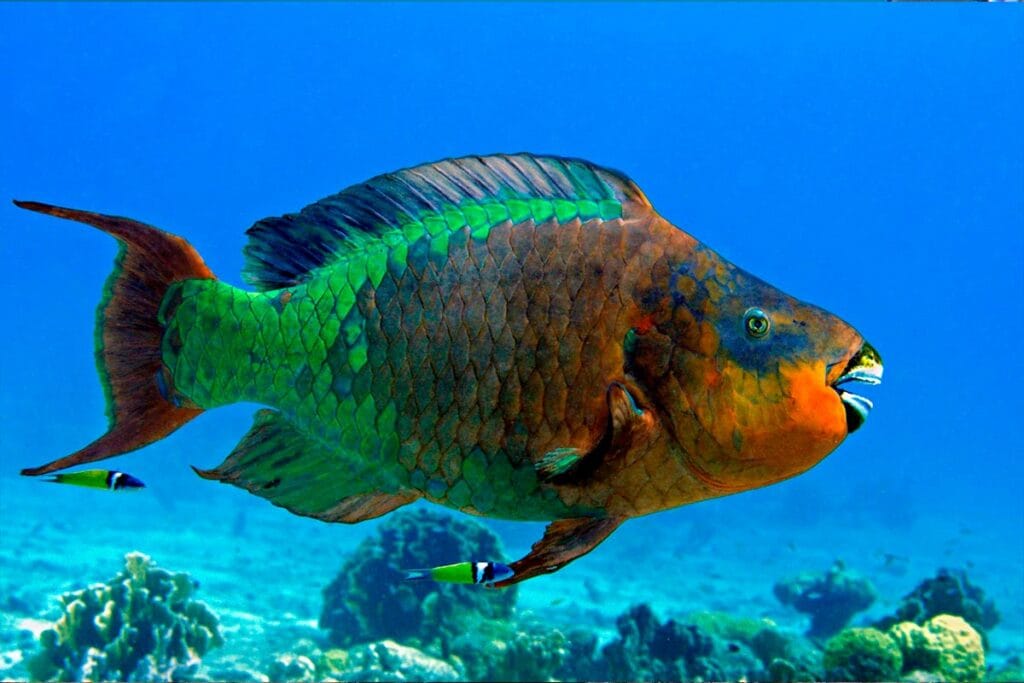 Impresionante pez loro tricolor, una de las maravillas que verás en el mejor lugar para snorkel en Punta Mita con nuestro tour exclusivo.