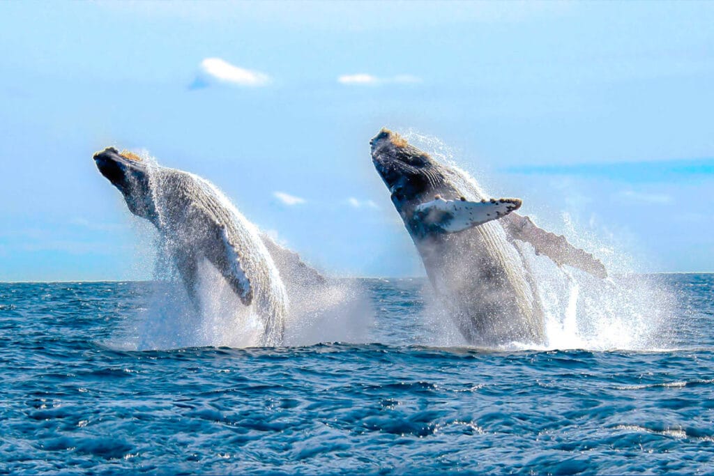 La increíble experiencia de un salto doble: dos ballenas jorobadas se elevan simultáneamente en nuestro tour de avistamiento en Punta Mita.