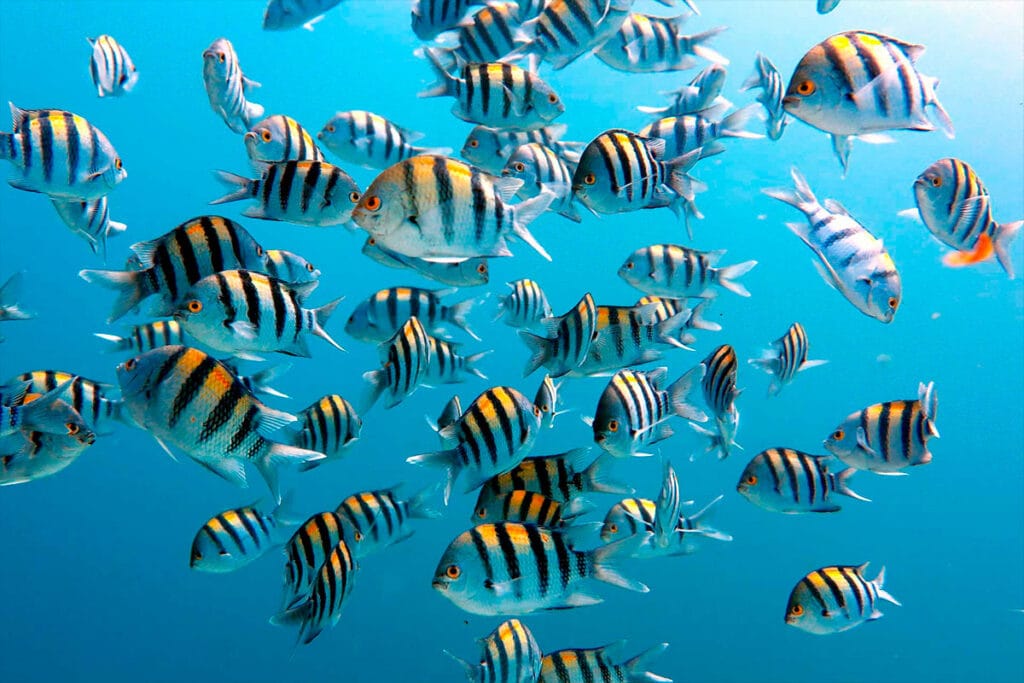 Banco de peces sargento durante una excursión de snorkel en la Bahía de Banderas. Únete a nuestro tour privado de snorkel en Punta Mita para ver escenas como esta.