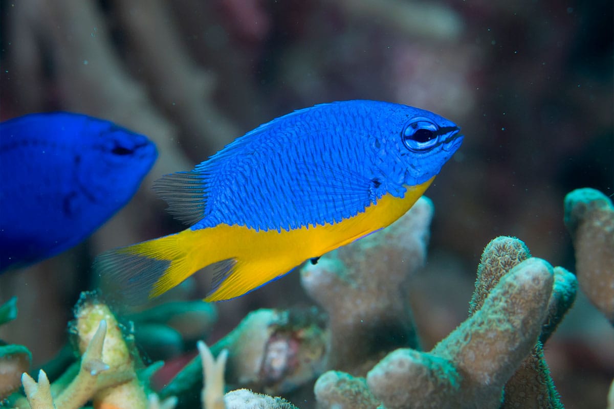 Bancos de Damisela Azul