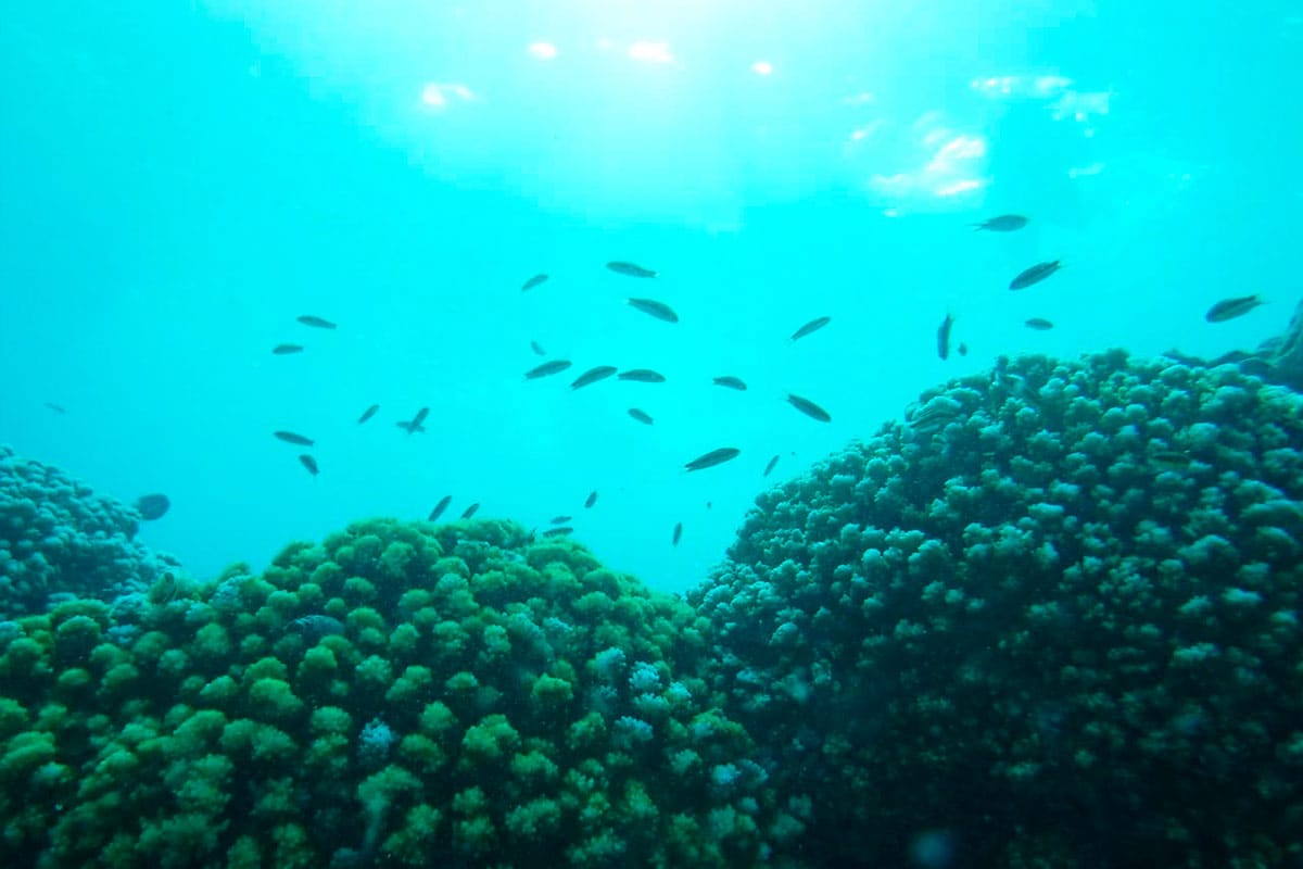 Snorkel en Islas Marietas