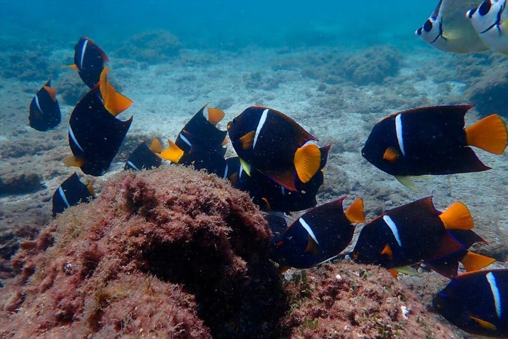 Angelfish juveniles en un arrecife de Punta Mita, capturados en nuestro tour privado de snorkel. Explora los increíbles puntos para esnorkel en Punta de Mita.
