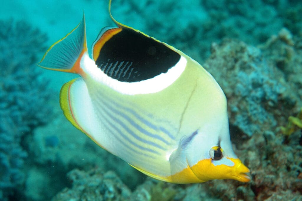 Pez mariposa limón nadando en las aguas cristalinas de Punta Mita durante nuestro tour de snorkel. Vive la experiencia de esnorkelar en la Bahía de Banderas.