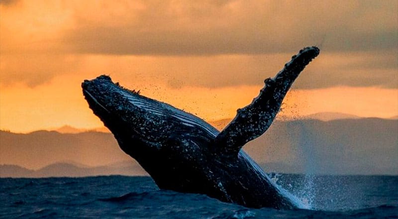 Avistamiento de Ballenas Jorobadas