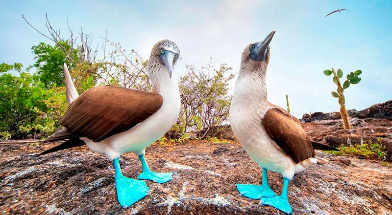 Tour Islas Marietas Compartido - Pájaro Bobo Patas Azules