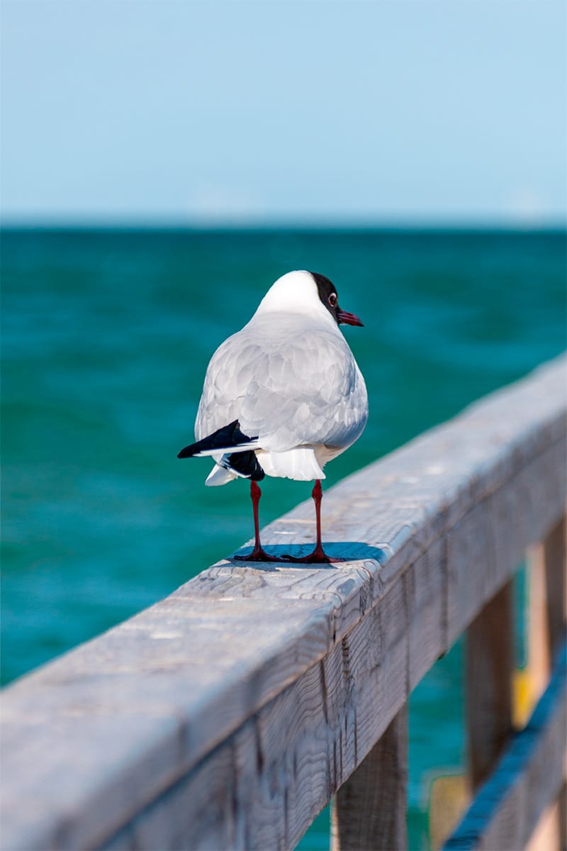 Gaviota en Punta de Mita - Naturaleza en la Riviera Nayarit