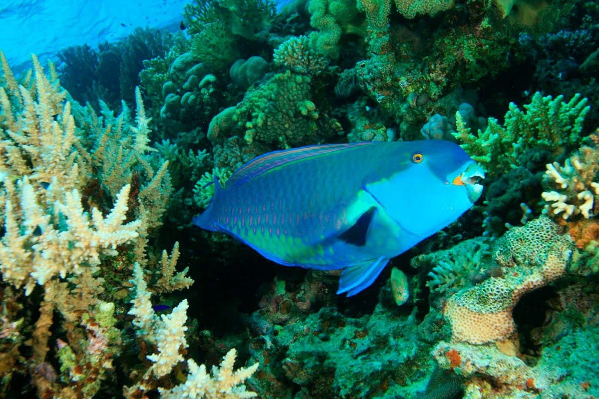 Poisson-perroquet à bosse (Scarus perrico) nageant au-dessus d’un récif rocheux